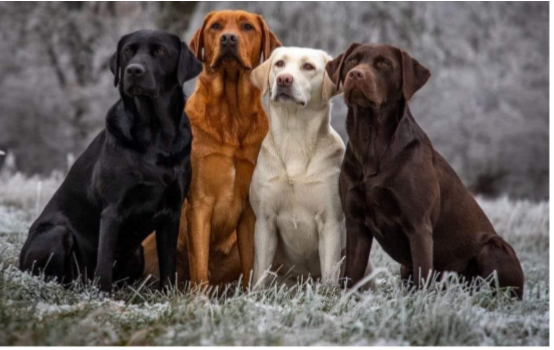 Éducateur de chien